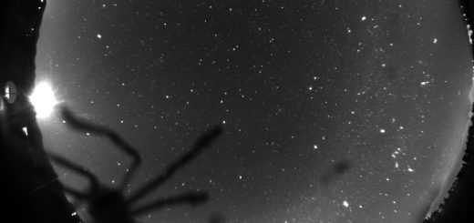 A geminid, the rising Moon and a tarantula: 14 Dec. 2017